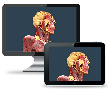CadaVR - Atlas anatomii 3D