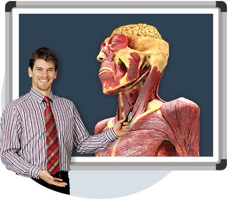 CadaVR - Atlas anatomii 3D